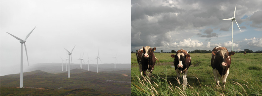 Wind turbines and cows